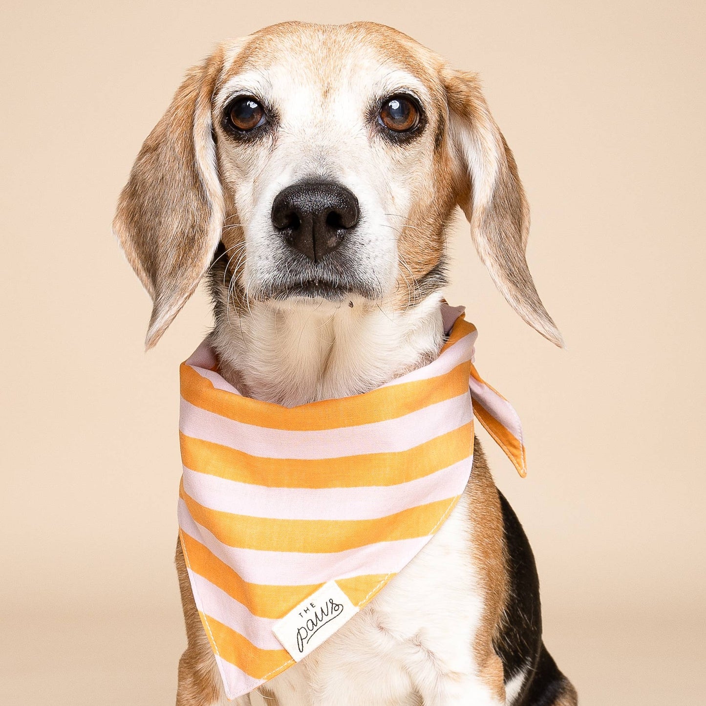 Nusa Dog Bandana