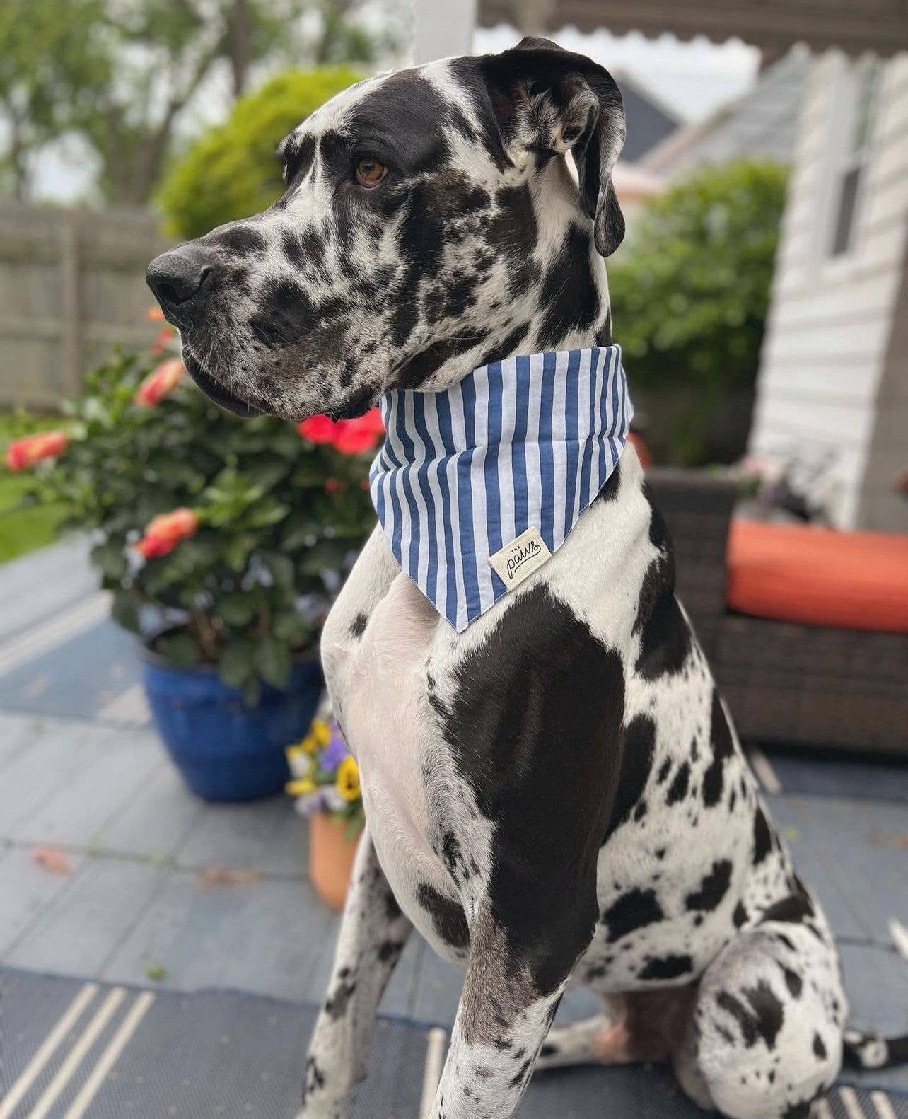 Harbour Dog Bandana