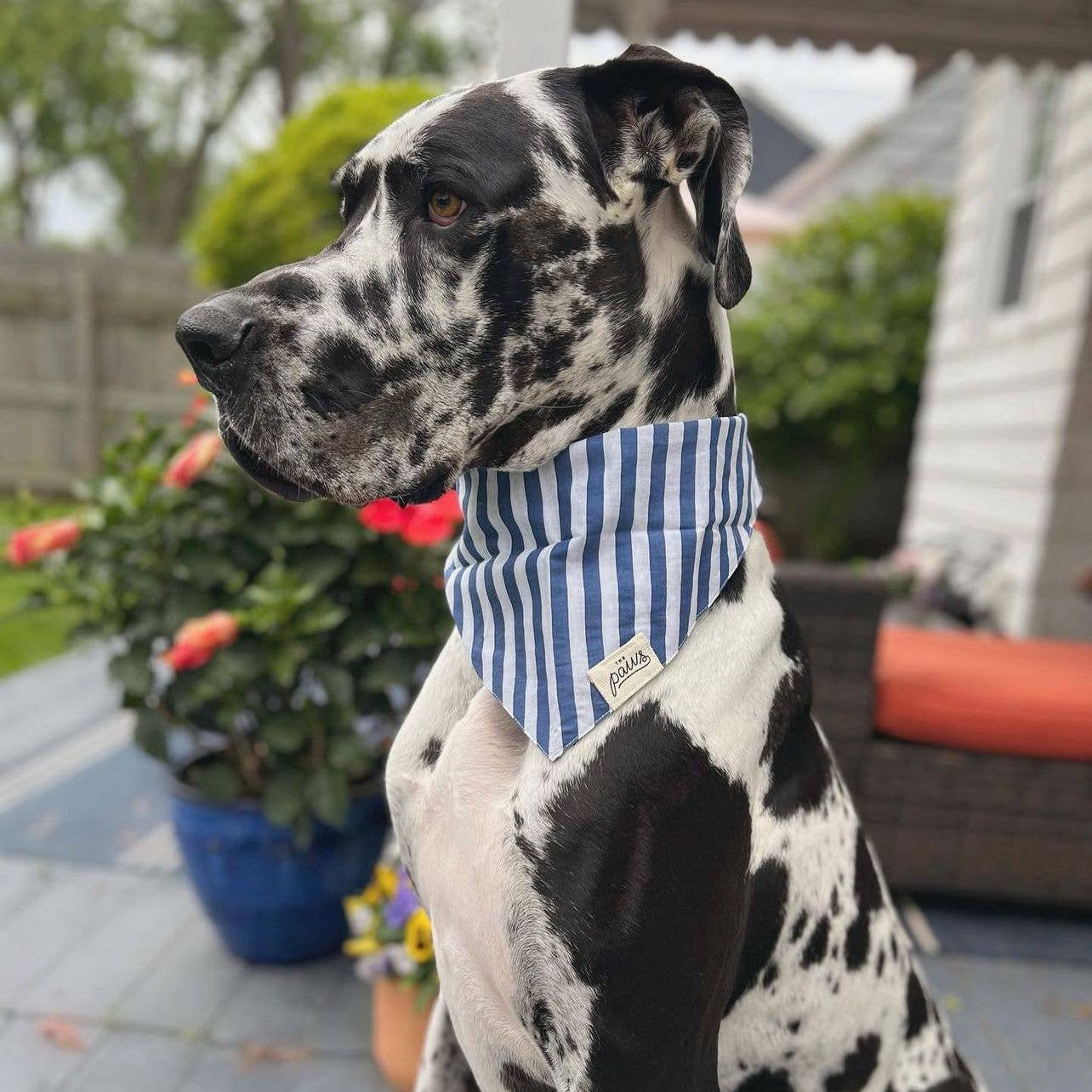 Harbour Dog Bandana