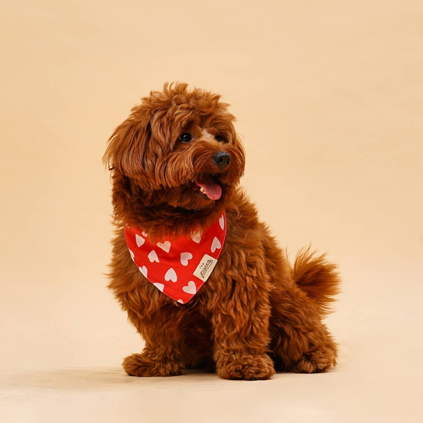 Brown dog wearing a red bandana with white heart patterns on a beige background