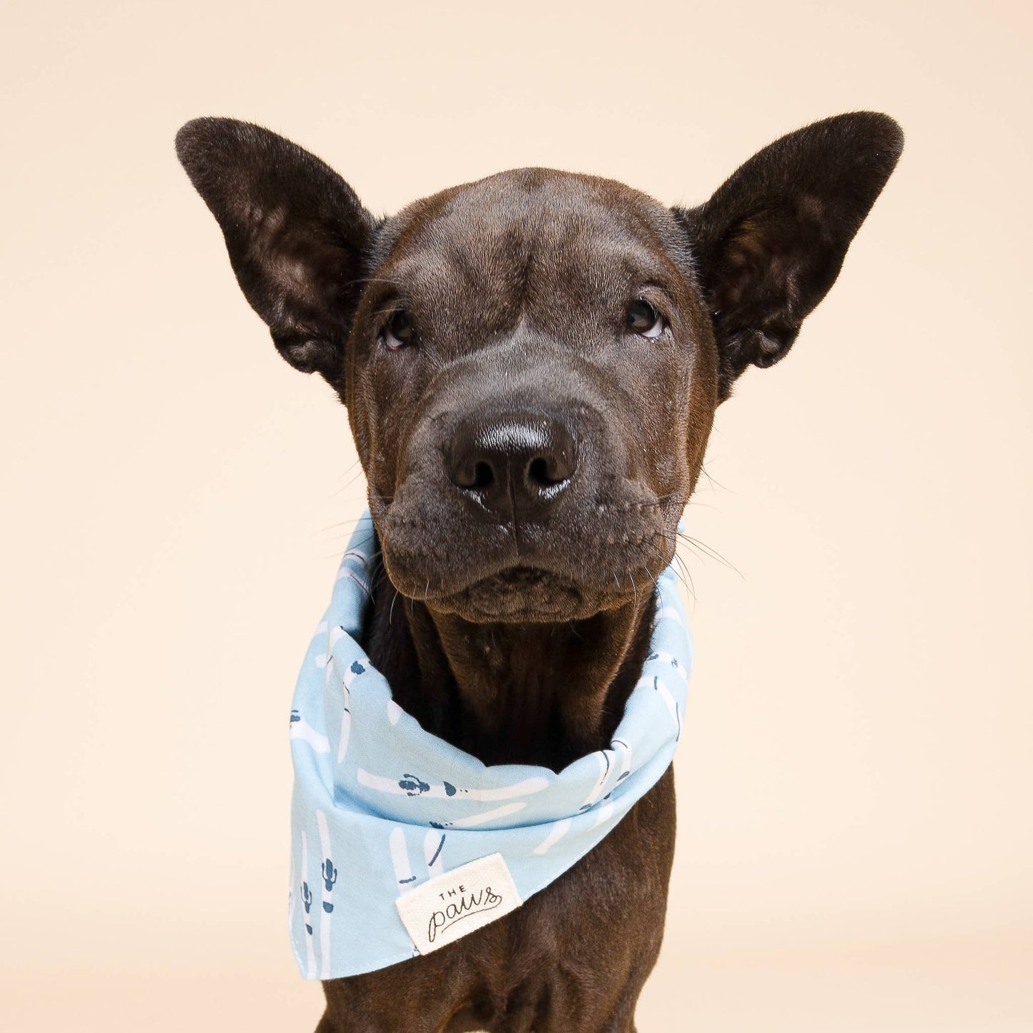 Dog wearing a blue bandana with paw prints on a beige background