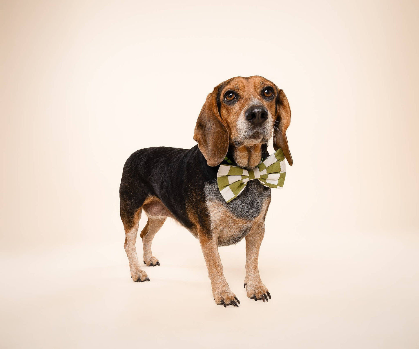 Bow Tie - Checkmate