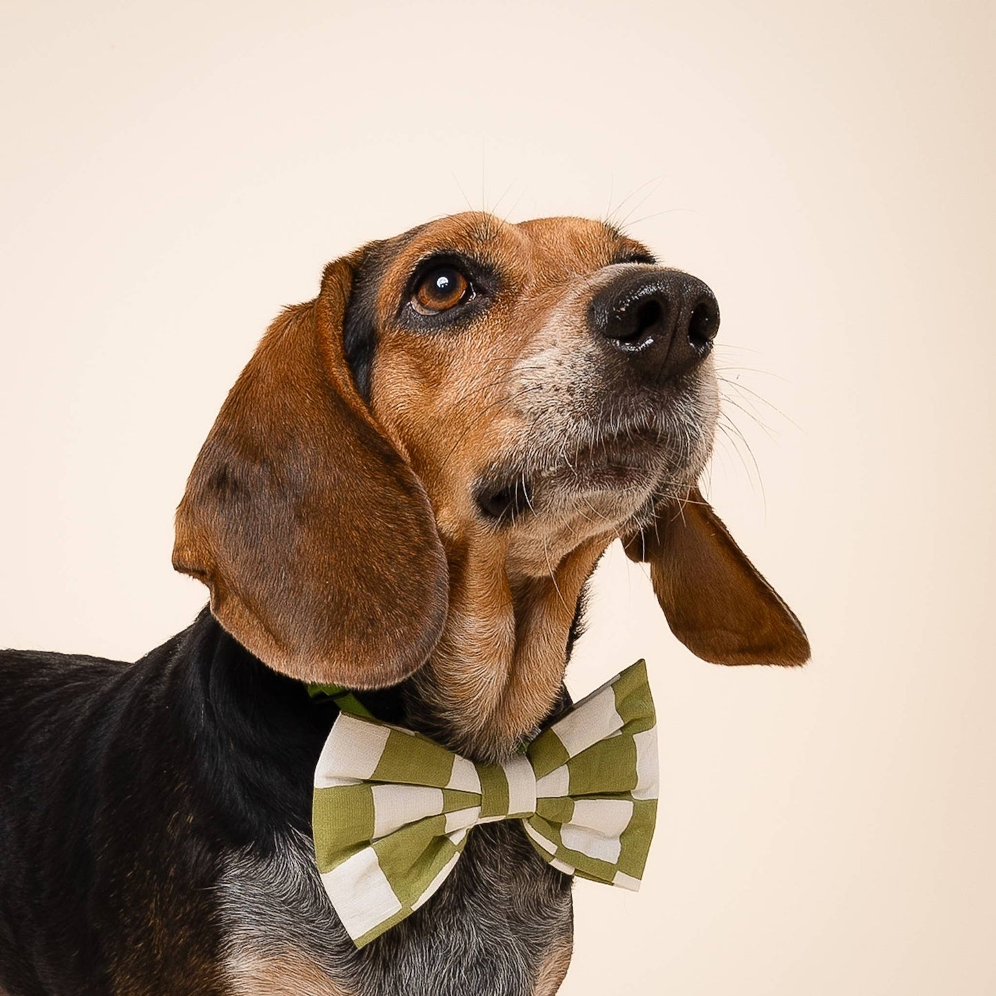 Bow Tie - Checkmate