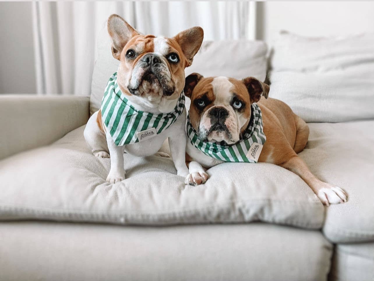 Crew Dog Bandana