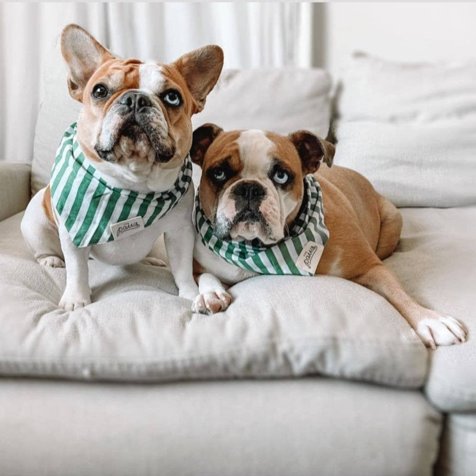 Crew Dog Bandana