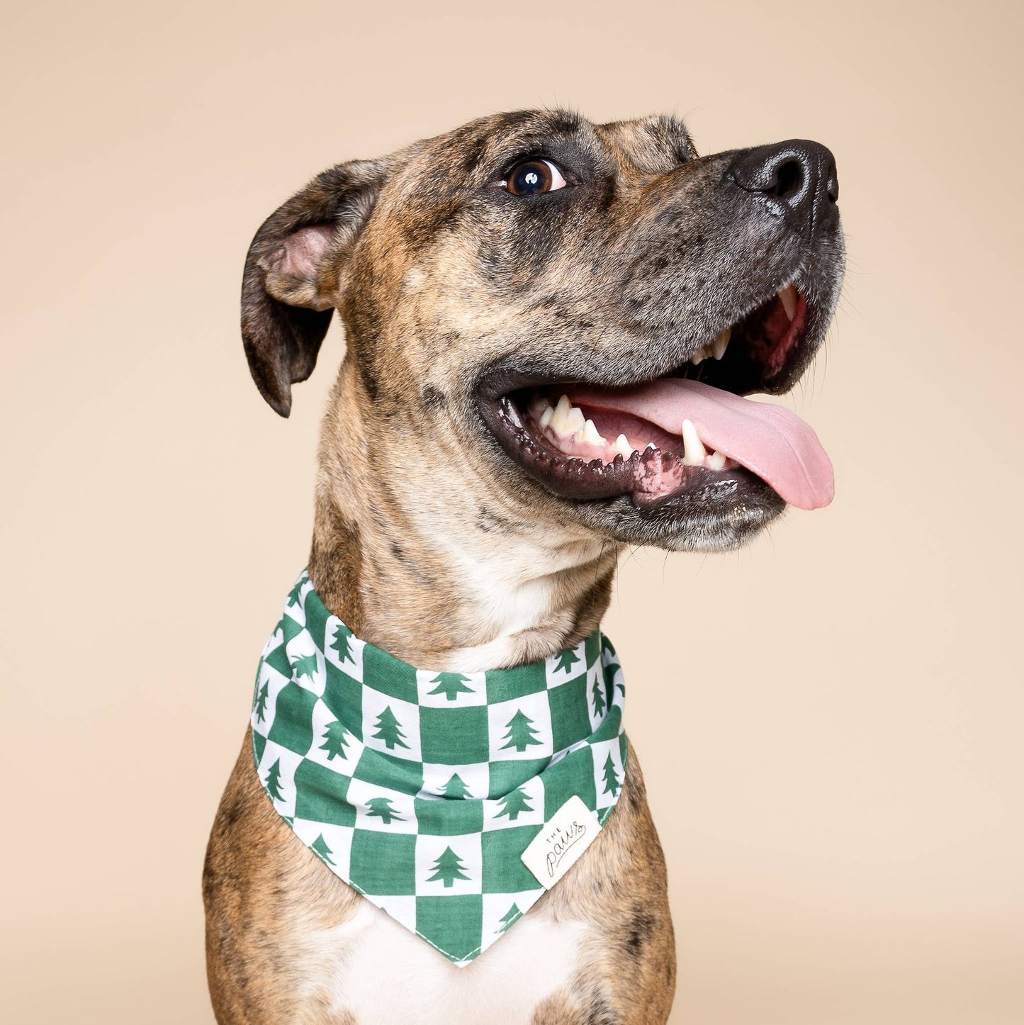Spruce Dog Bandana