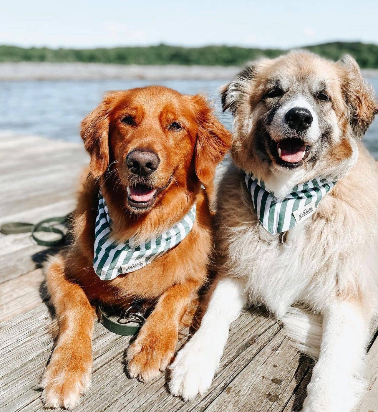 Crew Dog Bandana