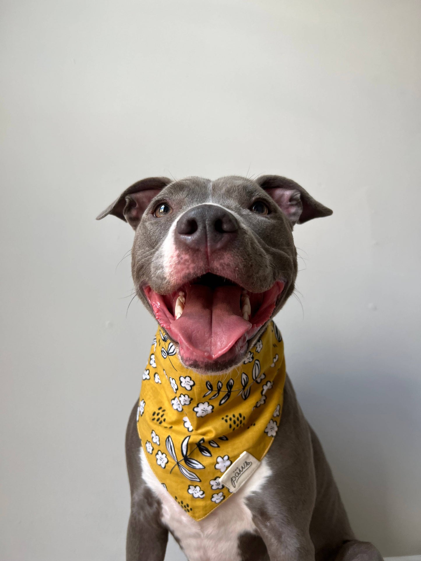 Goldie Dog Bandana