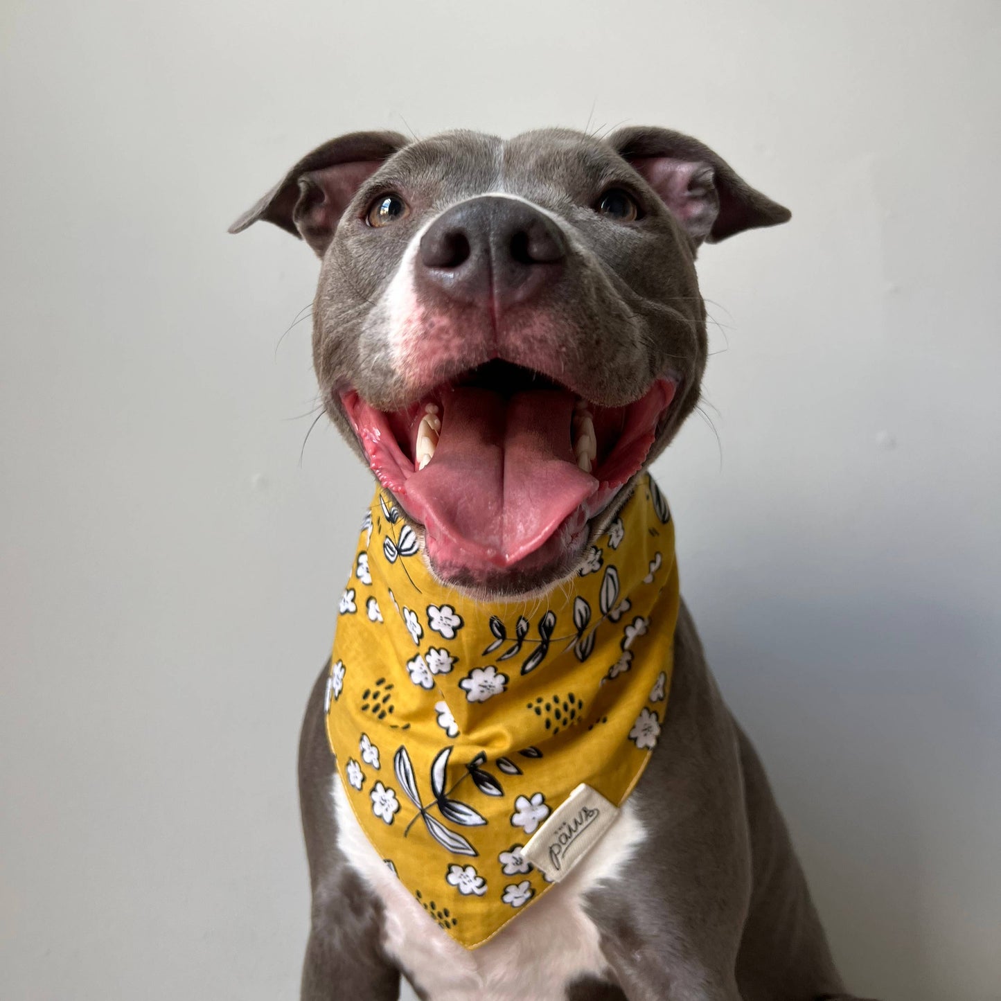 Goldie Dog Bandana