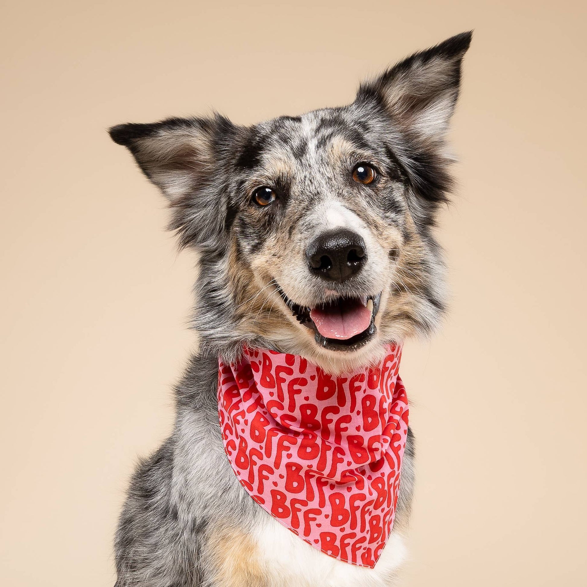 Dog wearing a red bandana with white text on a beige background