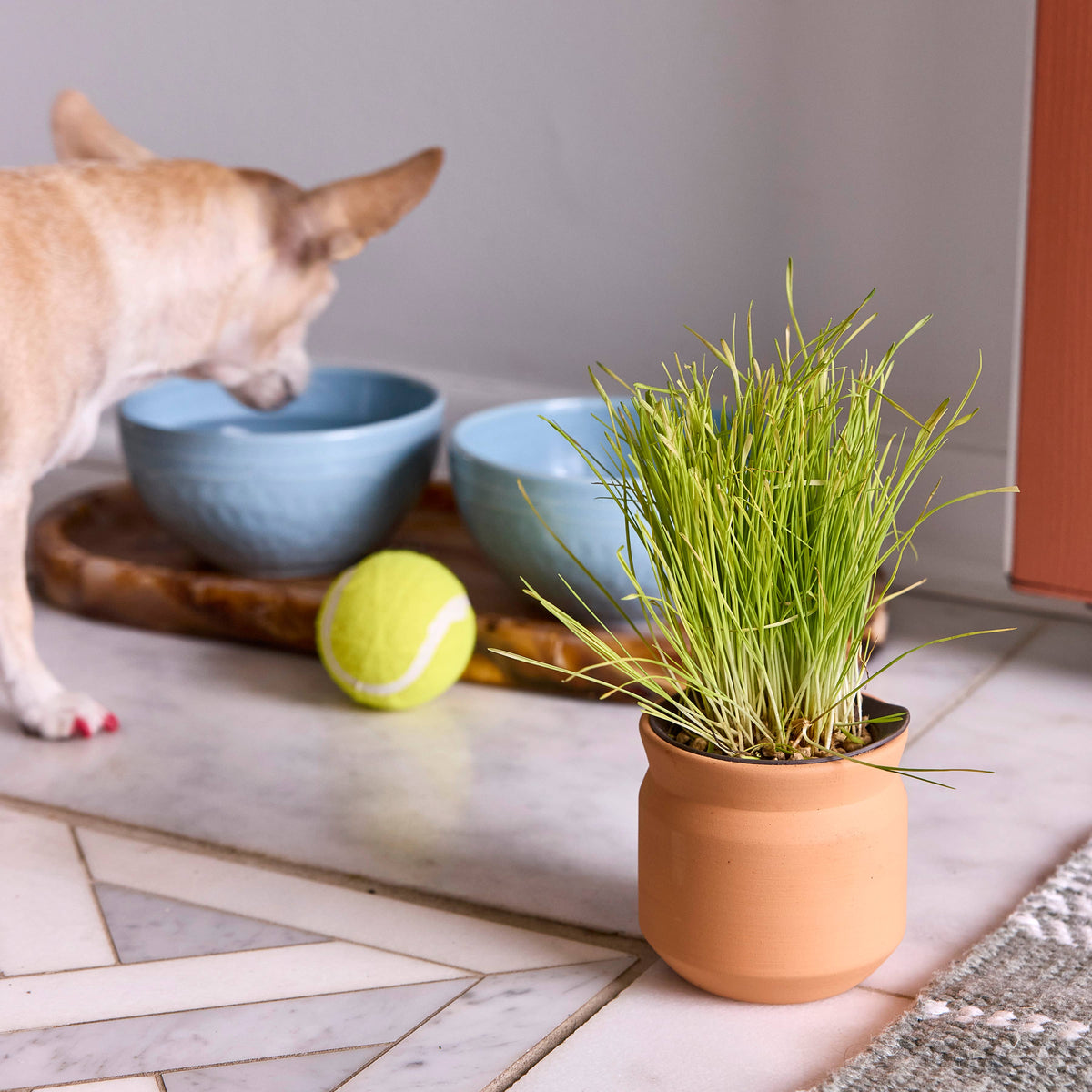 Modern Sprout | Tiny Terracotta Curious Catnip Grow Kit