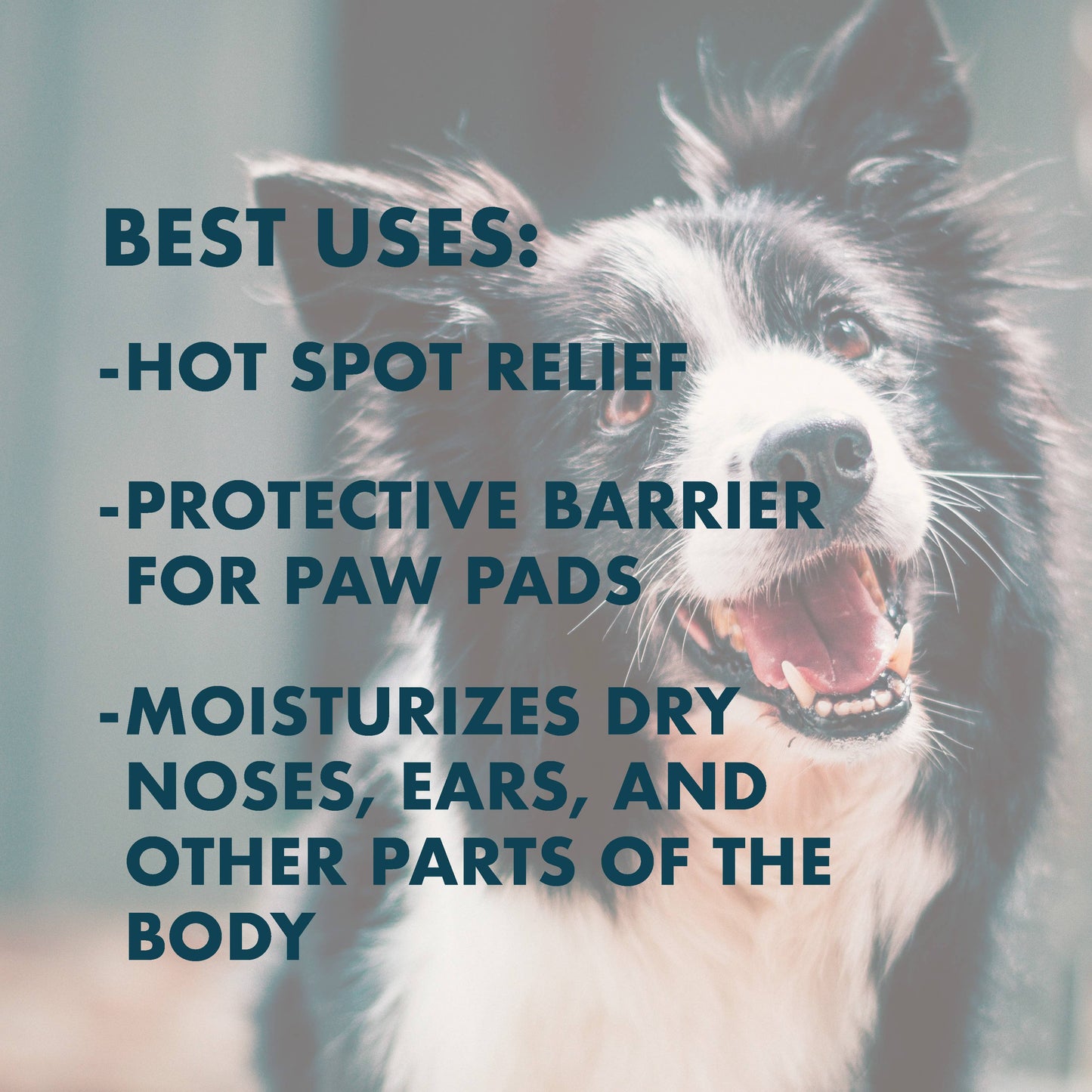 Dog with text about product uses for hot spot relief, protective barrier, and moisturizing.
