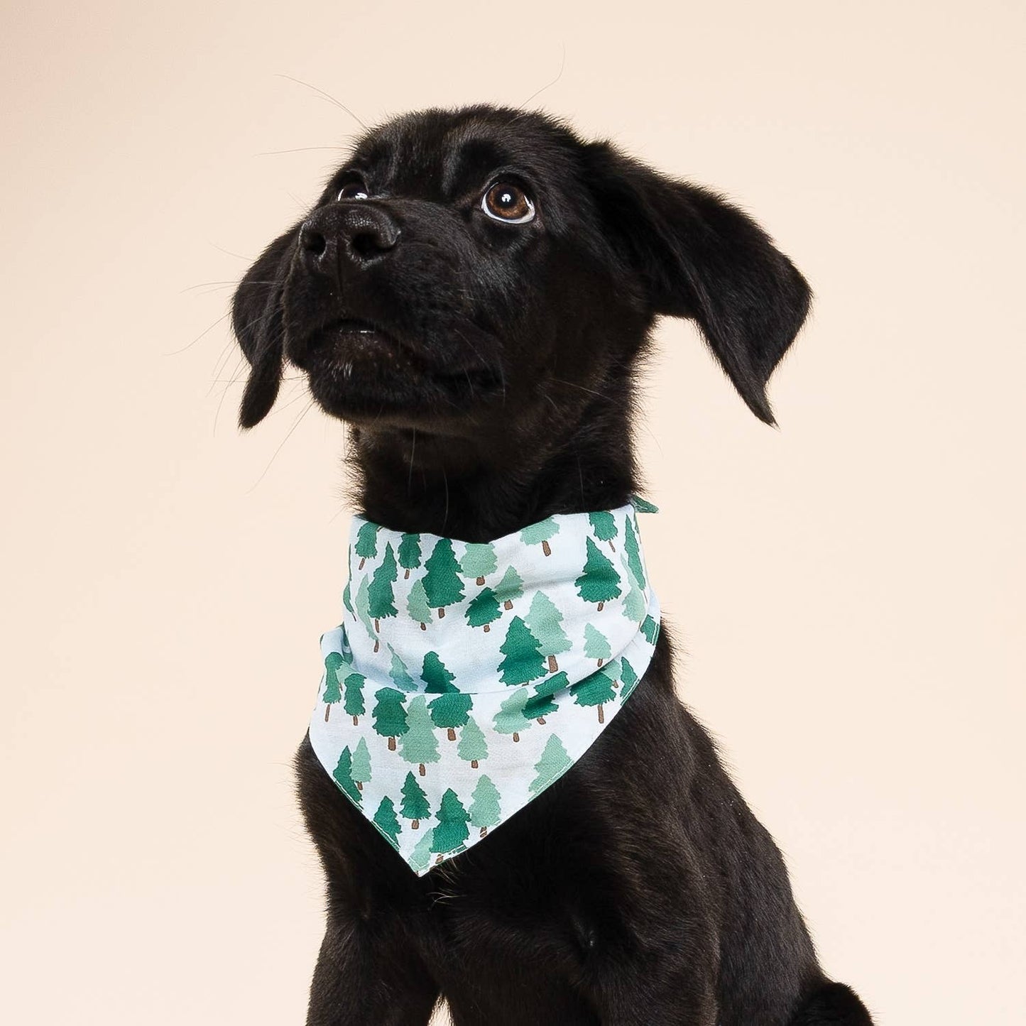 Black puppy wearing a green and white bandana with tree pattern on a beige background