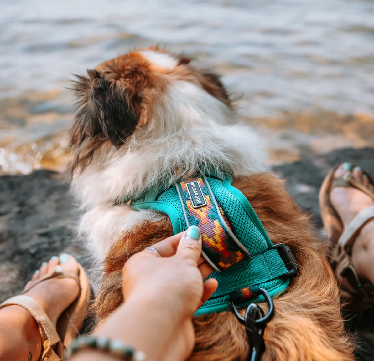 Wilderdog | Seafoam Dog Harness