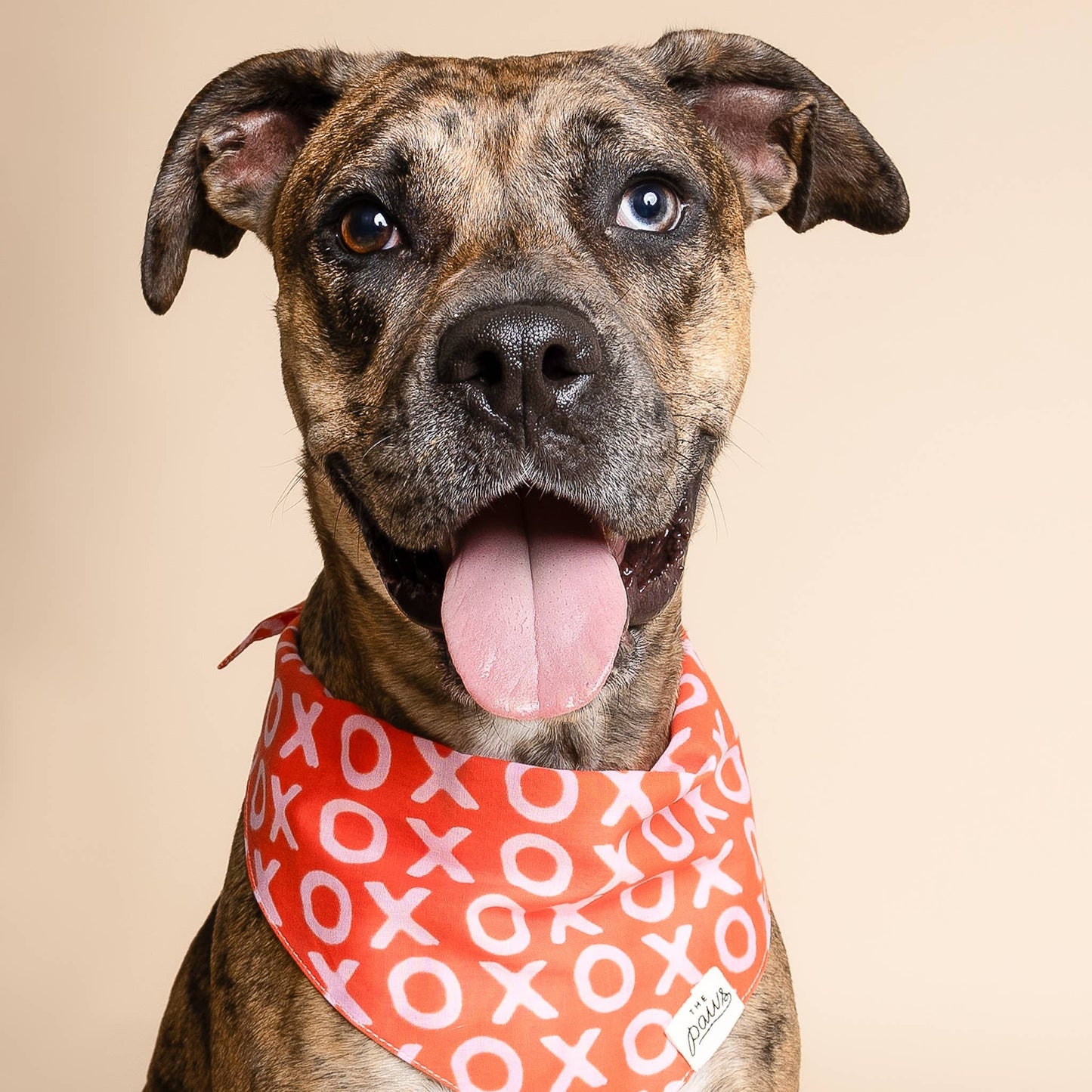 Dog wearing a red bandana with XOXO pattern on a beige background