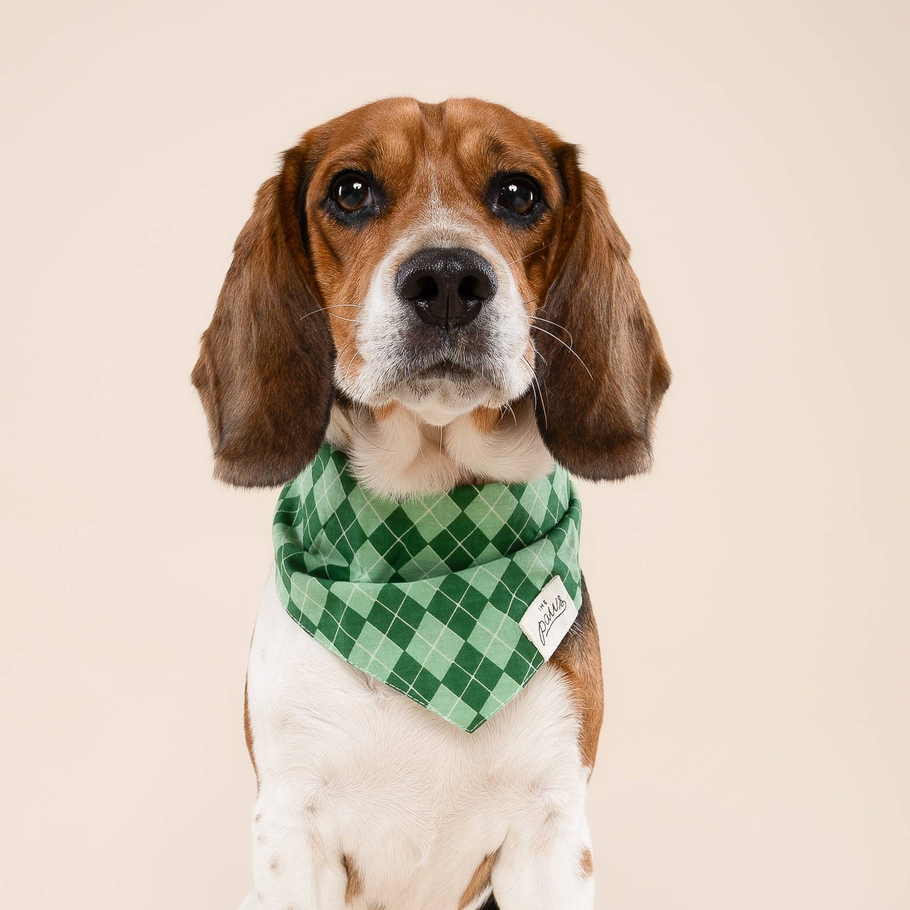 Dog wearing a green checkered bandana on a beige background