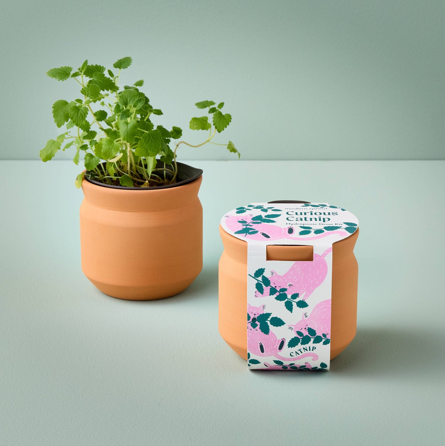 An orange terracotta planter with a green leafy plant and a matching orange container with a pink and teal floral lid label, set against a light gray background.